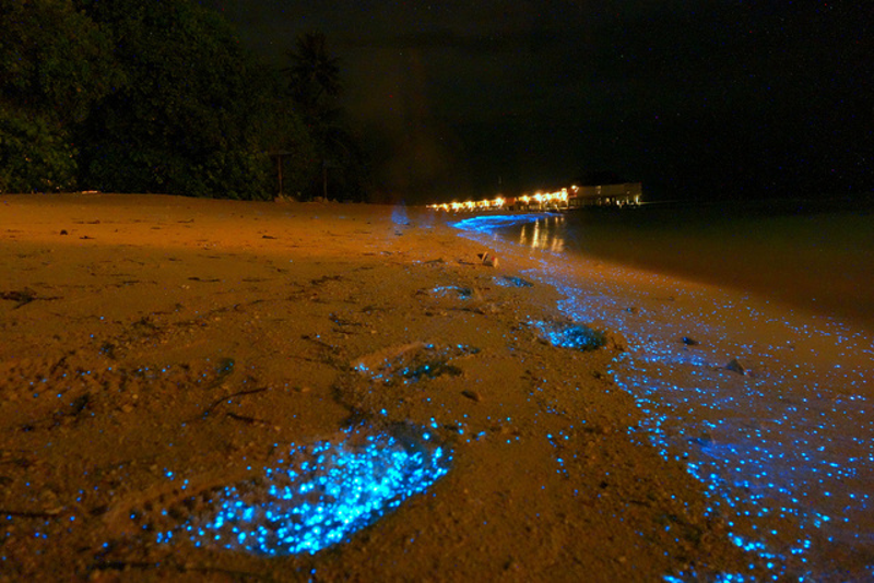 Illustration for article titled World's most beautiful beach glows like millions of stars at night